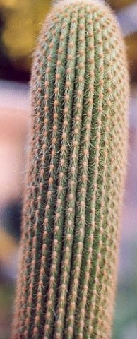 Thrixanthocereus_jelenkyanus